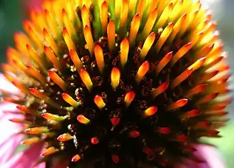 Fleurons tubulés.