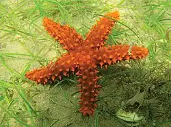 Echinaster echinophorus