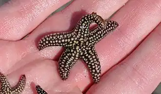 Echinaster sentus