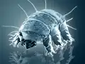 Echiniscus sp. (Echiniscidae)