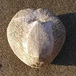 Test d’Echinocardium cordatum, face orale.