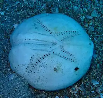 Test d’Echinocardium fenauxi