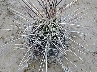 Description de l'image Echinocereus enniacanthus 3.jpg.