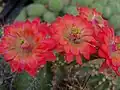 Echinocereus acifer.