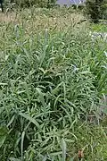 Echinochloa crus-galli.