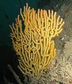 Echinogorgia sp.
