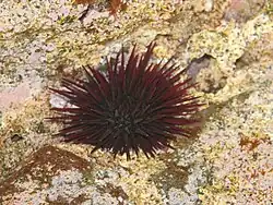Echinometra insularis