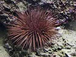 Echinometra lucunter (Echinometridae).