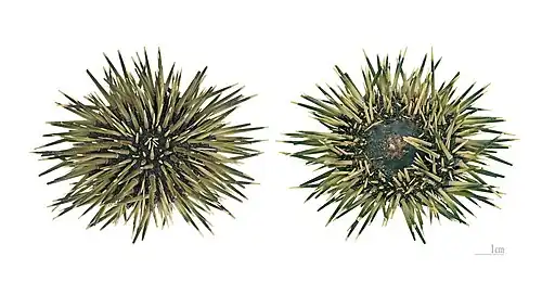 Spécimen séché des Philippines (MHNT).
