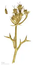 Echinophora spinosa au Muséum de Toulouse.