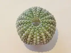 Test d'Echinostrephus molaris de Mayotte.