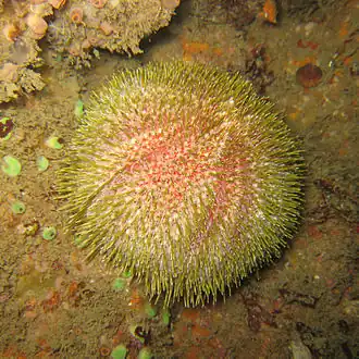 Echinus esculentus (Echinidae).