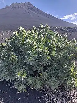 Echium Vulcanorum.