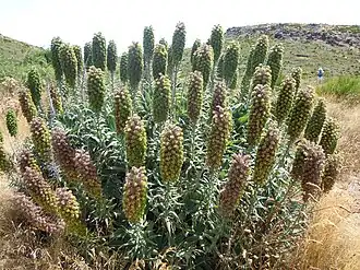 Après floraison, à Madère.