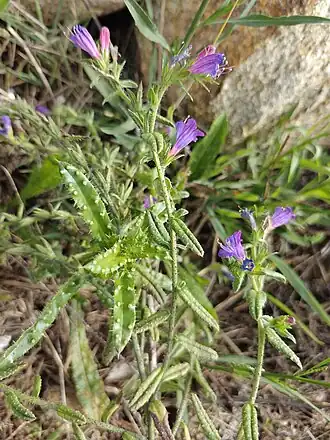 Description de l'image Echium rosulatum - Paul Braun - 436906855.jpeg.