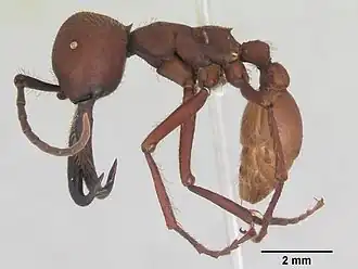Description de l'image Eciton vagans casent0173509 profile 1.jpg.