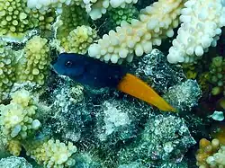 Ecsenius bicolor