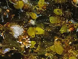 Ecteinascidia herdmani.
