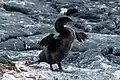 (Phalacrocorax harrisi)