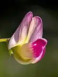 Fleur.
