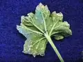 Points causés par l'œdème sur un géranium : les cellules du parenchyme foliaire  éclatent et leur contenu s'oxyde sous forme de liège