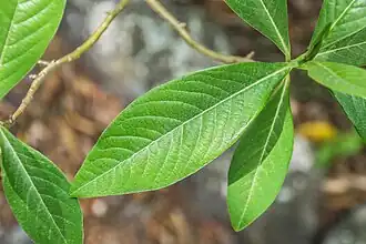 Feuille