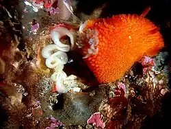 Acanthodoris lutea