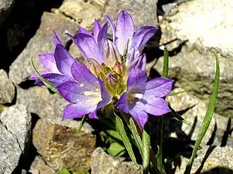 Description de l'image Edraianthus tenuifolius 2.JPG.