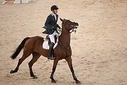 Cheval marron et noir levant la tête alors qu'il est monté avec un mors à longues branches.