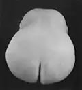 Nude, Mexico, 1925.