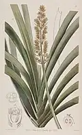 Illustration botanique