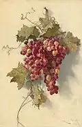 Grapes Against White Wall, 1883, National Gallery of Art