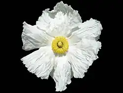 Fleur d'un blanc éclatant.