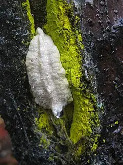Chrysothrix candelaris (jaune, Arthoniomycetes)