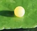 Oeuf