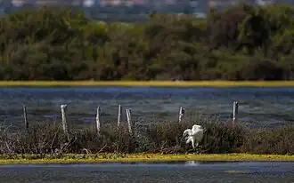 Egretta garzetta