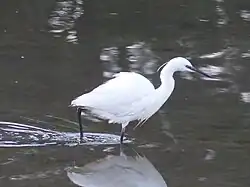 Aigrette garzette.