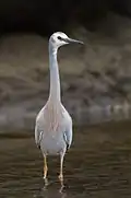 plumage nuptial