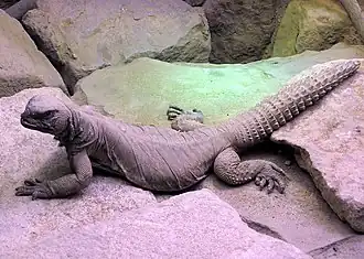 Description de l'image Egyptian.spiny.tail.lizard.arp.jpg.