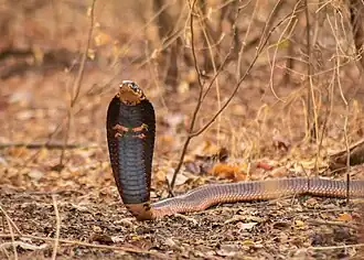 Naja haje au Nigeria, Parc national de Yankari.