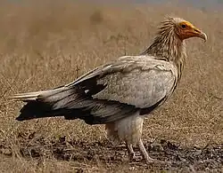 Vautour d'Égypte
