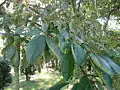 Feuilles et fruits