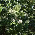 Floraison