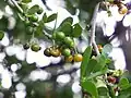 Fruits