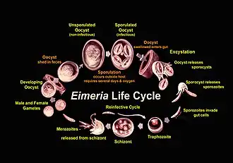 Eimeria : cycle de vie.