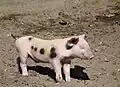 Petit porcelet