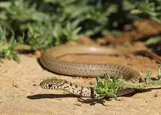 Description de l'image Eirenis punctatolineatus.jpeg.
