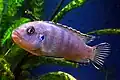 Femelle adulte en aquarium.