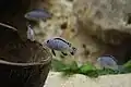 Jeunes en aquarium.
