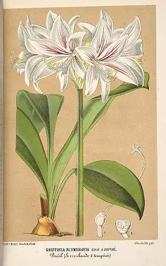 Description de l'image Eithea blumenavia.jpg.